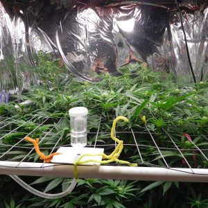 FDOG Day 18 Flower (4).JPG