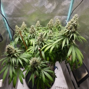 GM clone 5-8-23 F59 (1).JPG