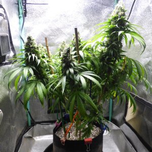 GM clone 5-8-23 F59 (2).JPG