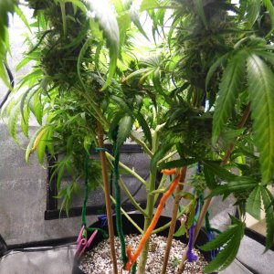 GM clone 5-8-23 F59 (3).JPG