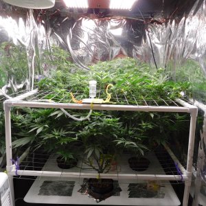 FDOG Day 19 Flower (1).JPG