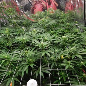 FDOG Day 19 Flower (3).JPG