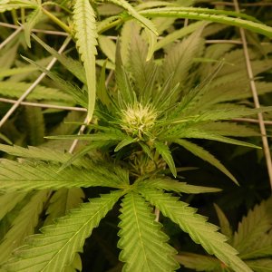 FDOG Day 19 Flower (2).JPG