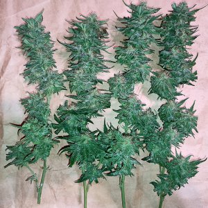 seedsman_30-1_top_colas.jpg