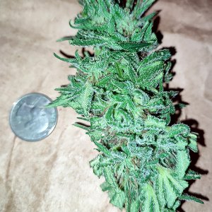 seedsman_30-1_bud3.jpg