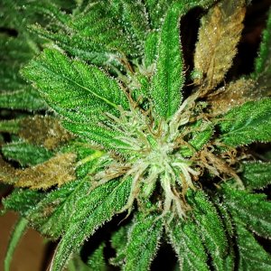 seedsman_30-1_bud1.jpg