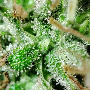 seedsman_30-1_trichomes1.jpg