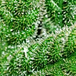 seedsman_30-1_trichomes2.jpg