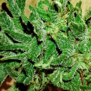 seedsman_30-1_trichomes3.jpg