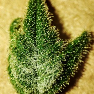 seedsman_30-1_PM1.jpg