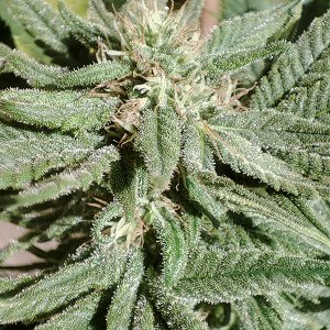 seedsman_30-1.jpg