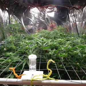 FDOG Day 20 Flower (4).JPG