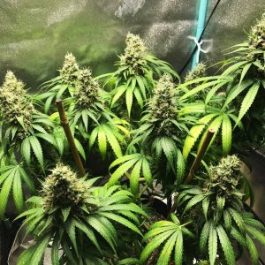 GM clone 5-11-23 F62.jpg