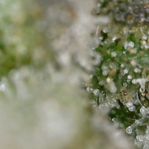 Crescendo trich 5-10-23 F83 (2).jpg