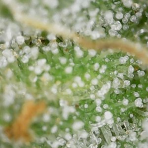 Crescendo trich 5-10-23 F83 (1).jpg