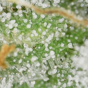 Crescendo trich 5-10-23 F83 (3).jpg