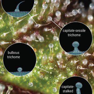 Trichome-Anatomy-mobile-EN2.jpg