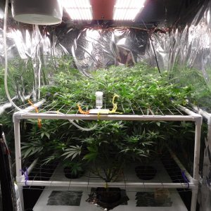 FDOG Day 21 Flower (1).JPG