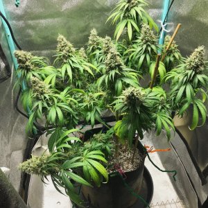 GM clone 5-14-23 F65.jpg