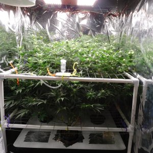 FDOG Day 24 Flower (1).JPG