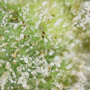 Crescendo trich 5-15-23 F87 (7).jpg