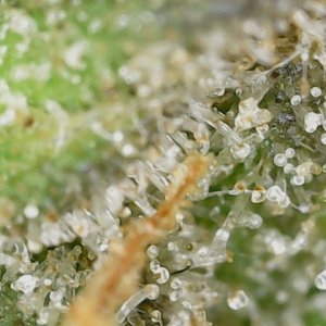 Crescendo trich 5-15-23 F87 (5).jpg