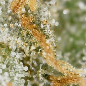 Crescendo trich 5-15-23 F87 (3).jpg