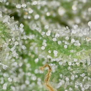 Crescendo trich 5-15-23 F87 (2).jpg