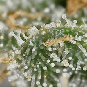 Crescendo trich 5-15-23 F87 (1).jpg