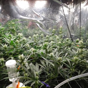 AG Day 25 Flower (4).JPG