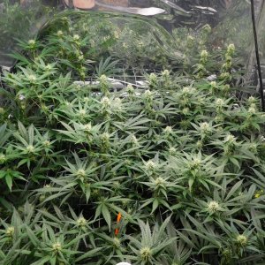 AG Day 25 Flower (3).JPG