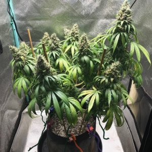 GM clone 4-16-23 F67.jpg