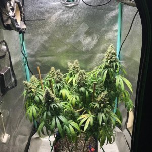 GM Clone1 5-16-23 F67.jpg