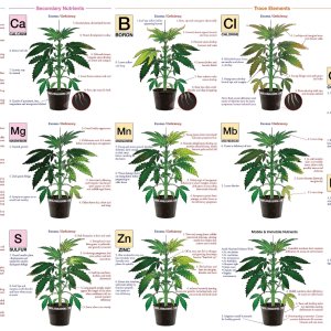 marijuana-deficiency-chart-jorge-cervantes.jpg