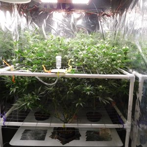 FDOG Day 26 Flower (4).JPG