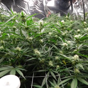 FDOG Day 26 Flower (3).JPG