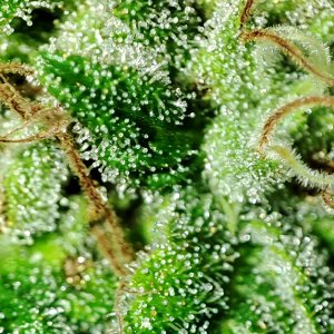 blue_widow_trichomes1.jpg