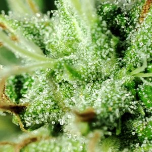 blue_widow_trichomes2.jpg