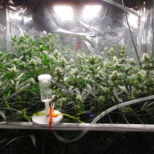 AG Day 28 Flower (4).JPG