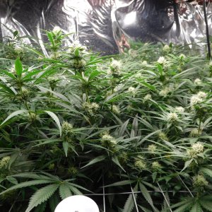 FDOG Day 29 Flower (4).JPG