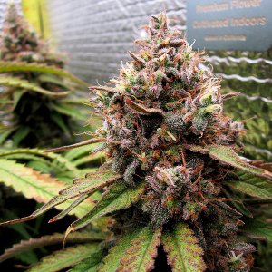 2 last bud pic.jpg