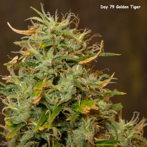 Day 79 Golden Tiger bud 20 May 23.jpg