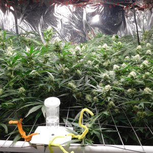 FDOG Day 31 Flower (2).JPG