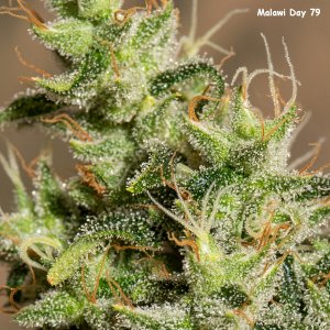 Day 79 Malawi bud Crop 20 May 23.jpg