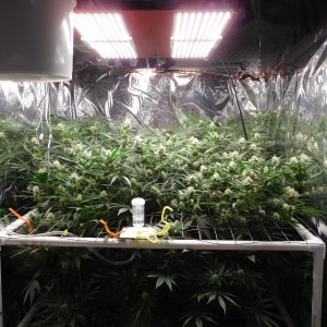 FDOG Day 32 Flower (1).JPG