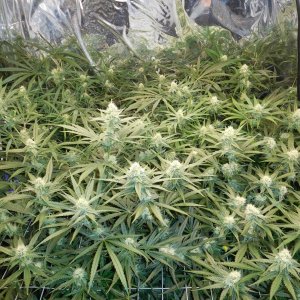 FDOG Day 32 Flower (3).JPG