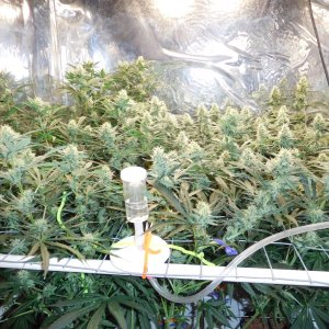 AG Day 32 Flower (2).JPG