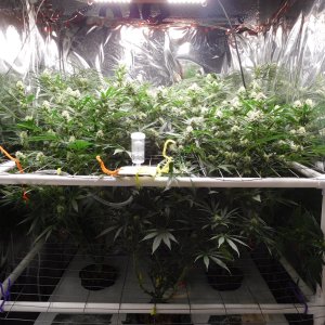 FDOG Day 33 Flower (1).JPG