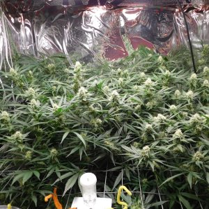 FDOG Day 33 Flower (2).JPG