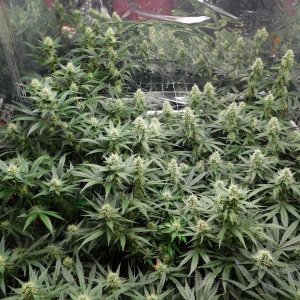 AG Day 33 Flower (4).JPG